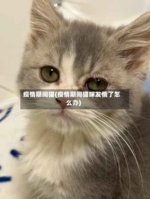 疫情期间猫(疫情期间猫咪发情了怎么办)-第2张图片
