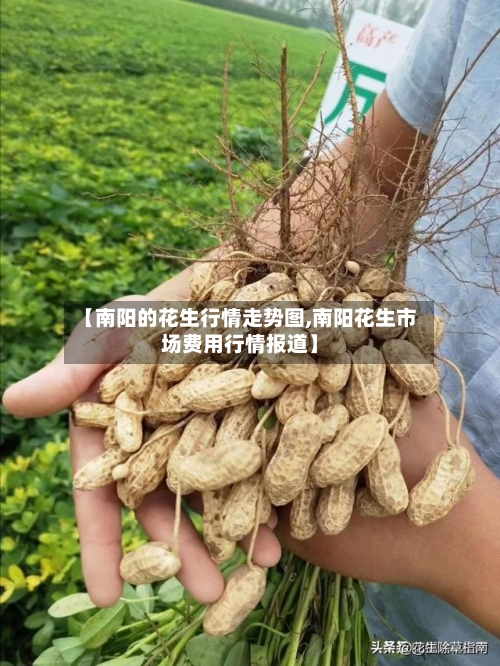【南阳的花生行情走势图,南阳花生市场费用行情报道】