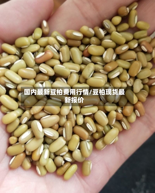 国内最新豆柏费用行情/豆柏现货最新报价