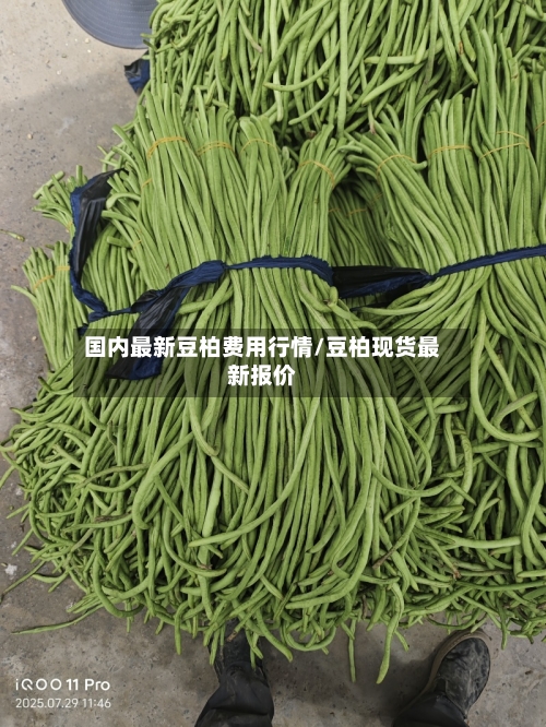 国内最新豆柏费用行情/豆柏现货最新报价-第2张图片