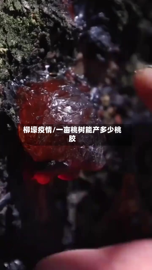 柳壕疫情/一亩桃树能产多少桃胶