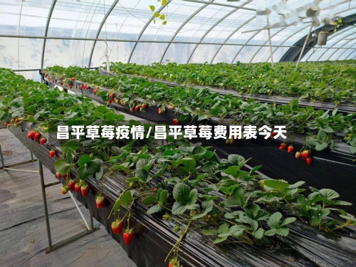 昌平草莓疫情/昌平草莓费用表今天-第3张图片