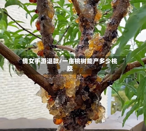 倩女手游退款/一亩桃树能产多少桃胶-第2张图片