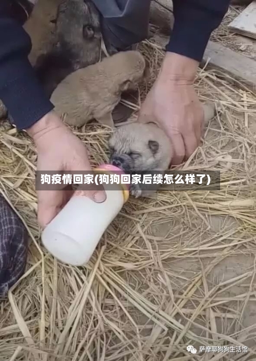 狗疫情回家(狗狗回家后续怎么样了)-第2张图片