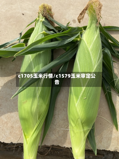 c1705玉米行情/c1579玉米审定公告
