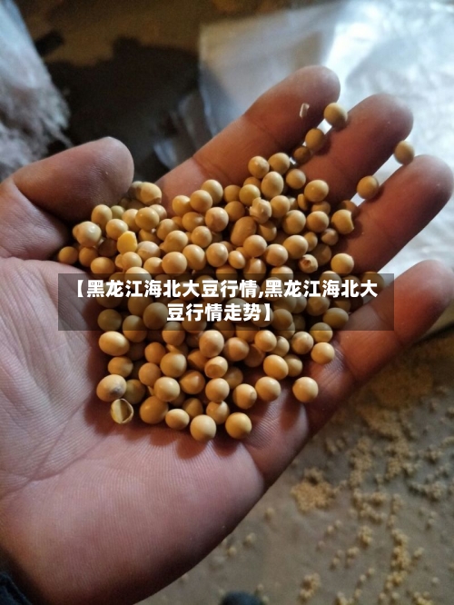 【黑龙江海北大豆行情,黑龙江海北大豆行情走势】