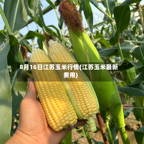 8月16日江苏玉米行情(江苏玉米最新费用)-第2张图片