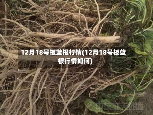 12月18号板蓝根行情(12月18号板蓝根行情如何)