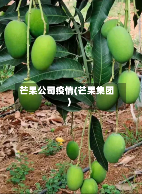 芒果公司疫情(芒果集团)