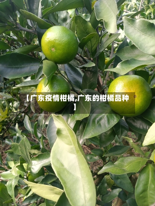【广东疫情柑橘,广东的柑橘品种】-第2张图片