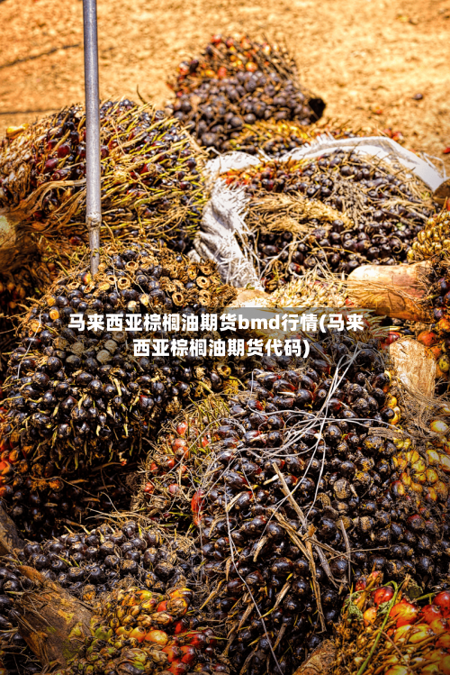 马来西亚棕榈油期货bmd行情(马来西亚棕榈油期货代码)