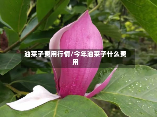 油莱子费用行情/今年油莱子什么费用
