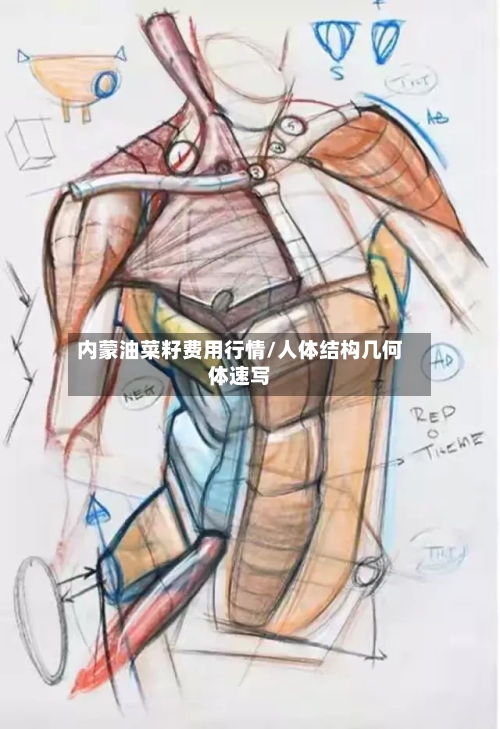 内蒙油菜籽费用行情/人体结构几何体速写