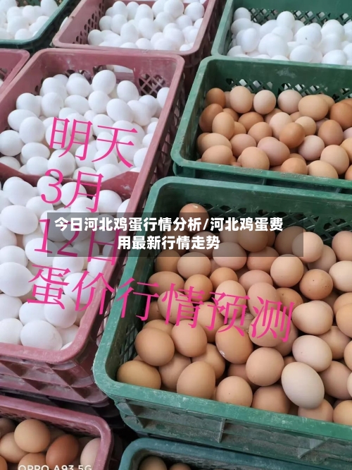 今日河北鸡蛋行情分析/河北鸡蛋费用最新行情走势-第3张图片