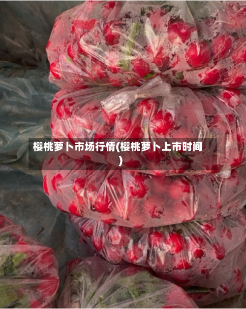 樱桃萝卜市场行情(樱桃萝卜上市时间)-第3张图片
