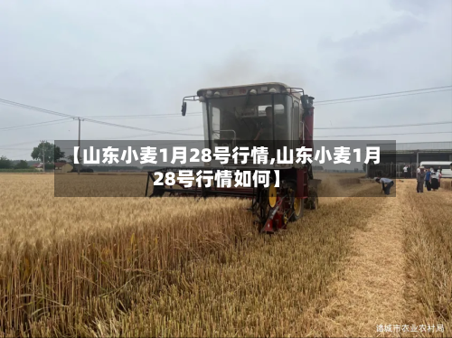【山东小麦1月28号行情,山东小麦1月28号行情如何】-第3张图片