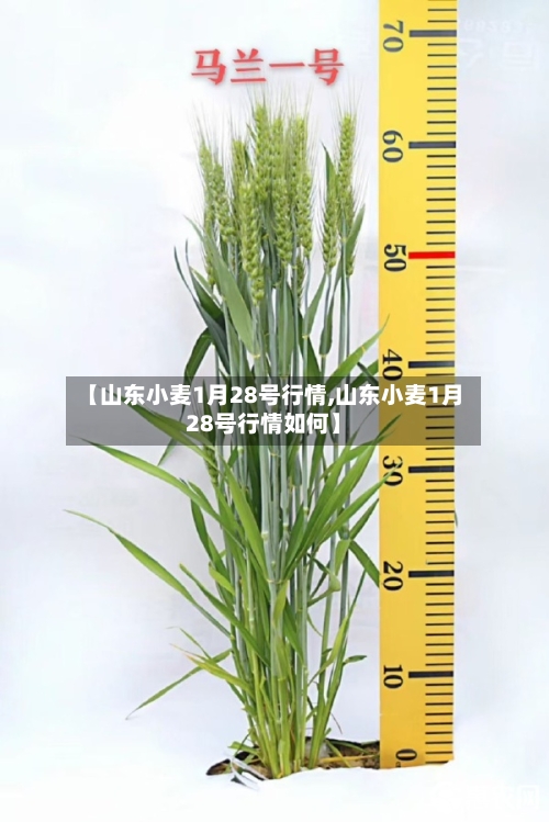 【山东小麦1月28号行情,山东小麦1月28号行情如何】