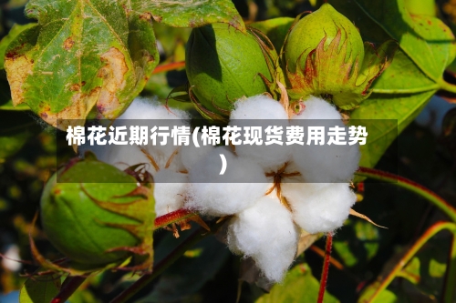 棉花近期行情(棉花现货费用走势)-第2张图片