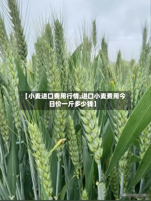 【小麦进口费用行情,进口小麦费用今日价一斤多少钱】