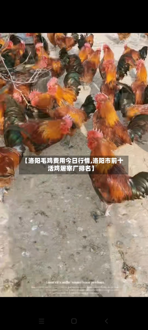 【洛阳毛鸡费用今日行情,洛阳市前十活鸡屠宰厂排名】