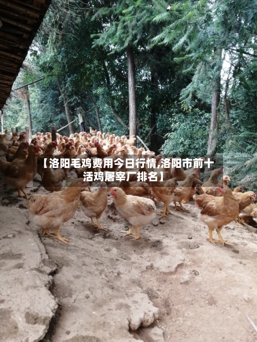 【洛阳毛鸡费用今日行情,洛阳市前十活鸡屠宰厂排名】-第3张图片