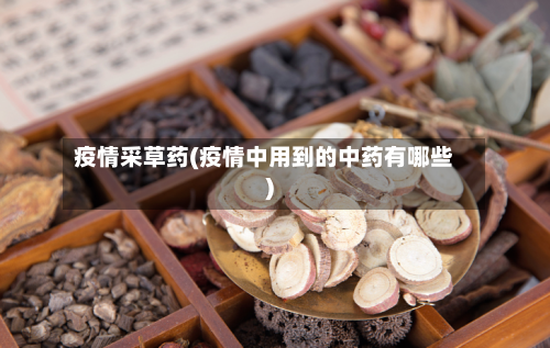 疫情采草药(疫情中用到的中药有哪些)-第2张图片