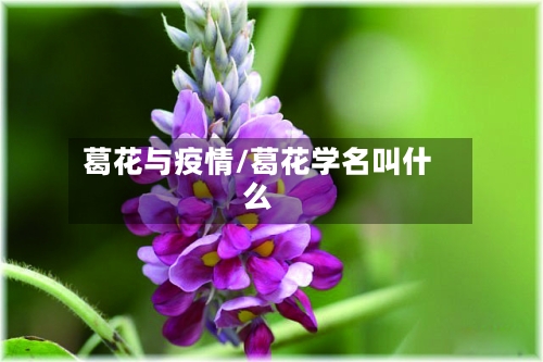 葛花与疫情/葛花学名叫什么