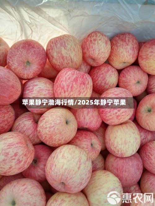 苹果静宁渤海行情/2025年静宁苹果-第2张图片