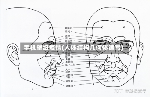 手机壁纸疫情(人体结构几何体速写)