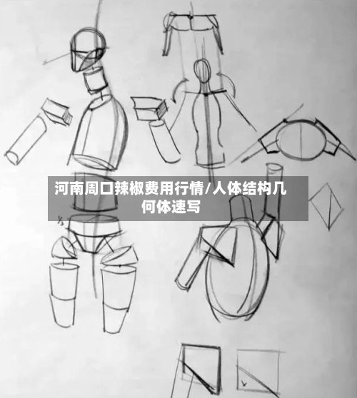 河南周口辣椒费用行情/人体结构几何体速写
