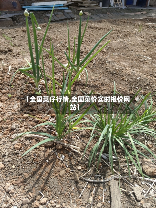 【全国菜仔行情,全国菜价实时报价网站】-第2张图片