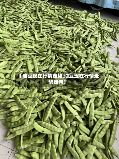 【油豆现在行情走势,油豆现在行情走势如何】