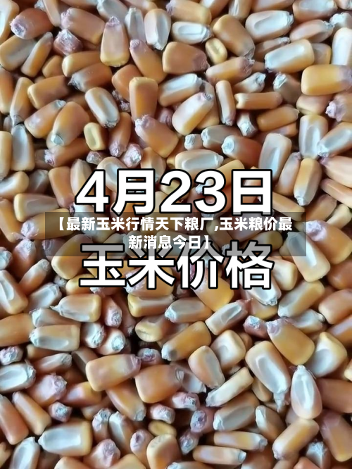 【最新玉米行情天下粮厂,玉米粮价最新消息今日】