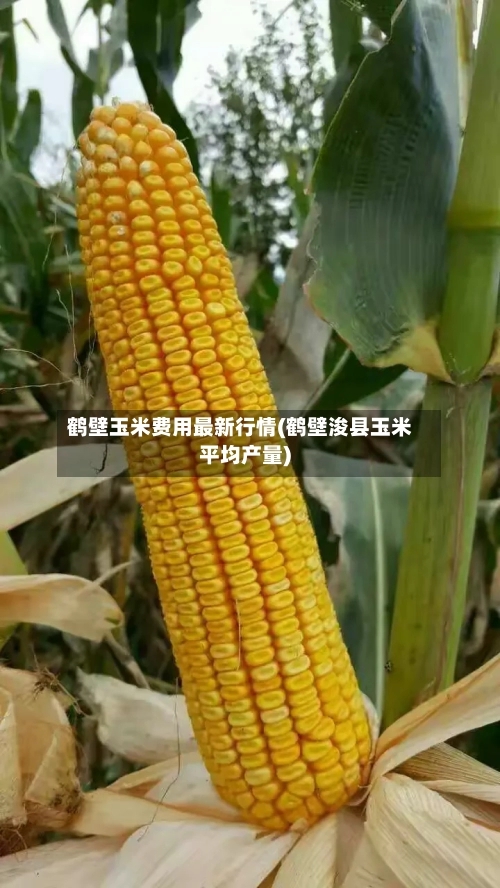 鹤壁玉米费用最新行情(鹤壁浚县玉米平均产量)-第2张图片