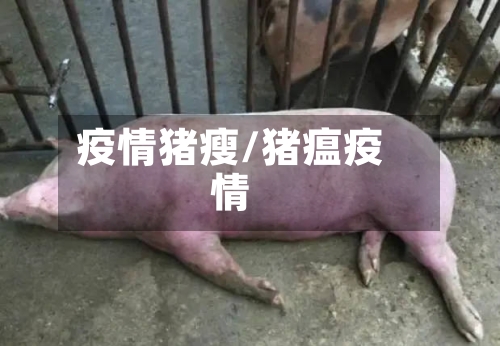 疫情猪瘦/猪瘟疫情-第3张图片