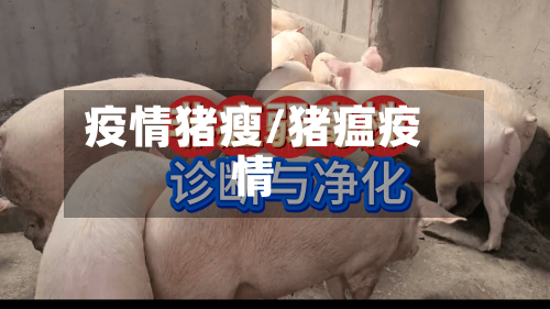 疫情猪瘦/猪瘟疫情