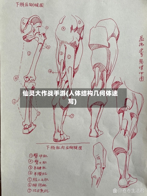 仙灵大作战手游(人体结构几何体速写)