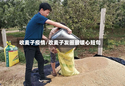 收麦子疫情/收麦子发圈最暖心短句