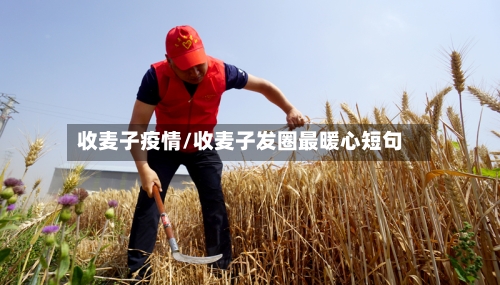 收麦子疫情/收麦子发圈最暖心短句-第2张图片