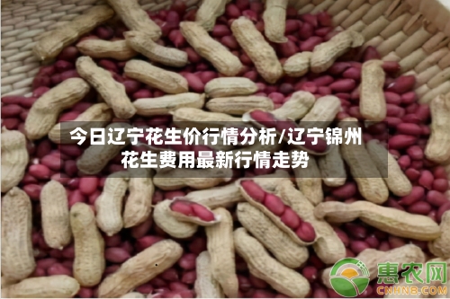 今日辽宁花生价行情分析/辽宁锦州花生费用最新行情走势