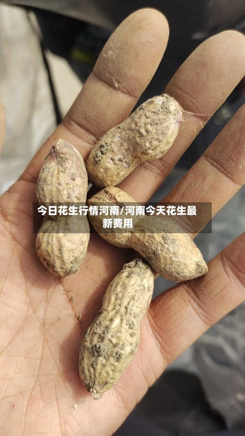 今日花生行情河南/河南今天花生最新费用-第2张图片