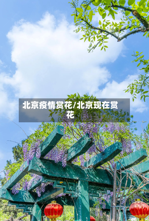 北京疫情赏花/北京现在赏花-第2张图片