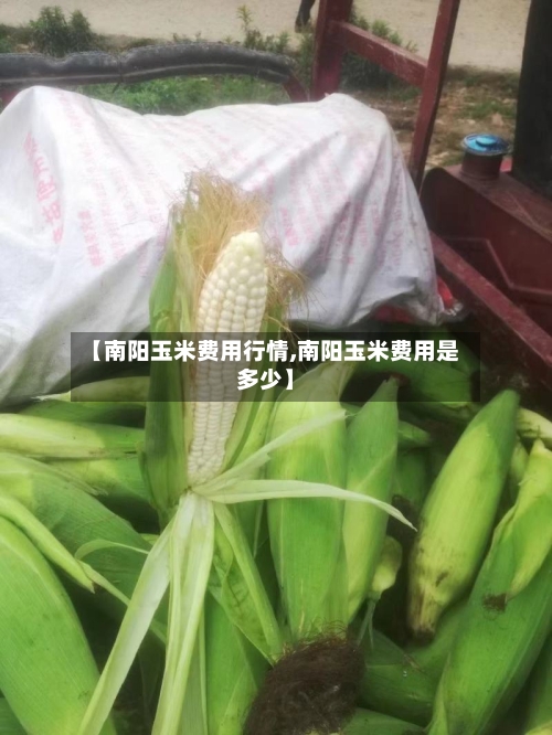 【南阳玉米费用行情,南阳玉米费用是多少】-第3张图片