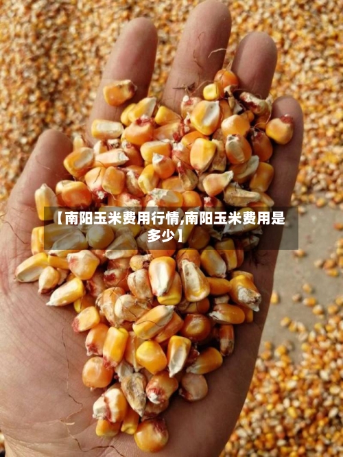 【南阳玉米费用行情,南阳玉米费用是多少】