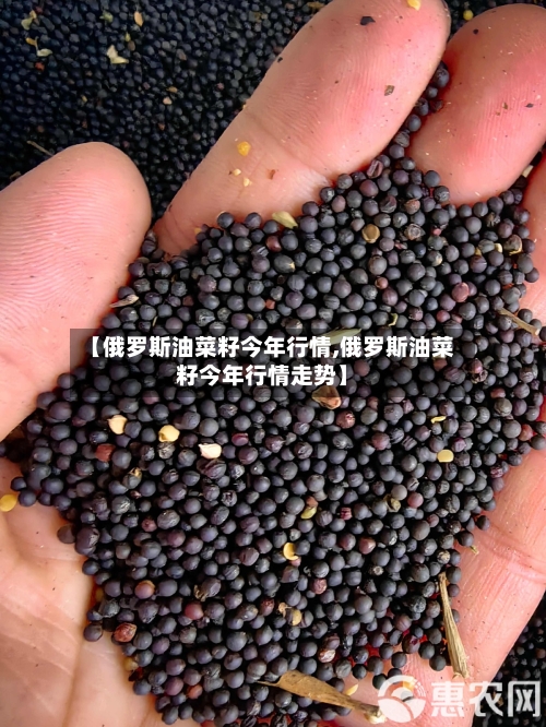 【俄罗斯油菜籽今年行情,俄罗斯油菜籽今年行情走势】-第2张图片