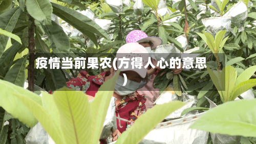 疫情当前果农(方得人心的意思)