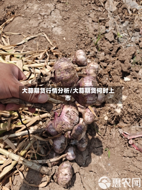 大蒜期货行情分析/大蒜期货何时上市-第3张图片
