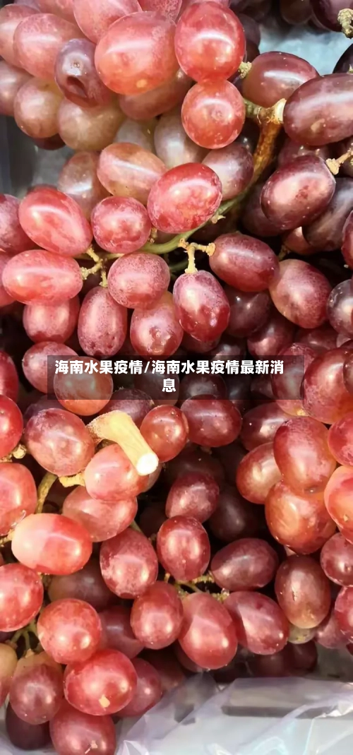 海南水果疫情/海南水果疫情最新消息