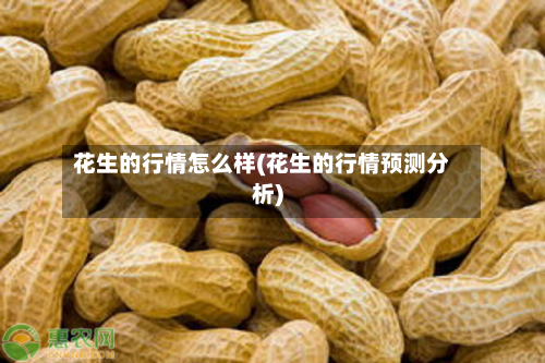 花生的行情怎么样(花生的行情预测分析)-第2张图片