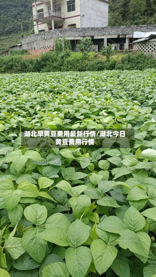 湖北早黄豆费用最新行情/湖北今日黄豆费用行情